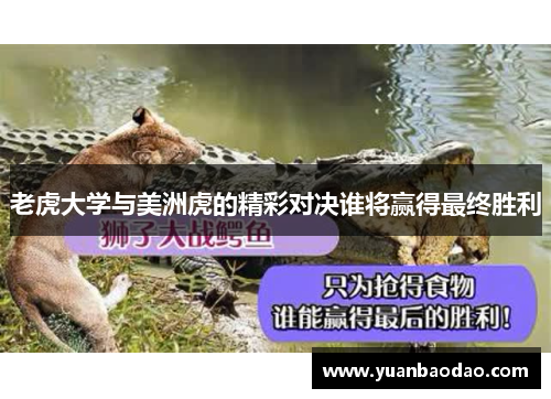 老虎大学与美洲虎的精彩对决谁将赢得最终胜利